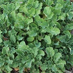 Brassica oleracea ram 150