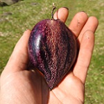 Solanum muricatum paars