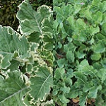 Brassica oleracea 150