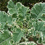 Brassica oleracea ramvar 150