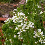 Cochlearia officinalis 150
