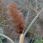 foeniculum vulgare bronze 150