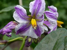 Solanum muricatum2