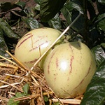 Solanum muricatum 150