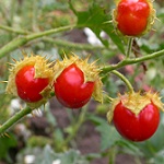 Solanum sisymbriifolium 150